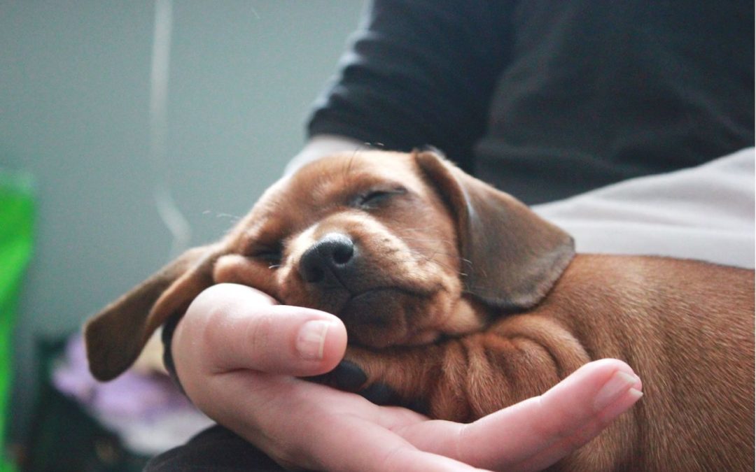 5 conseils pour bien accueillir votre chiot