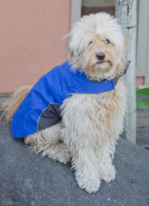 Un chien blanc assis qui porte un manteau rafraichissant