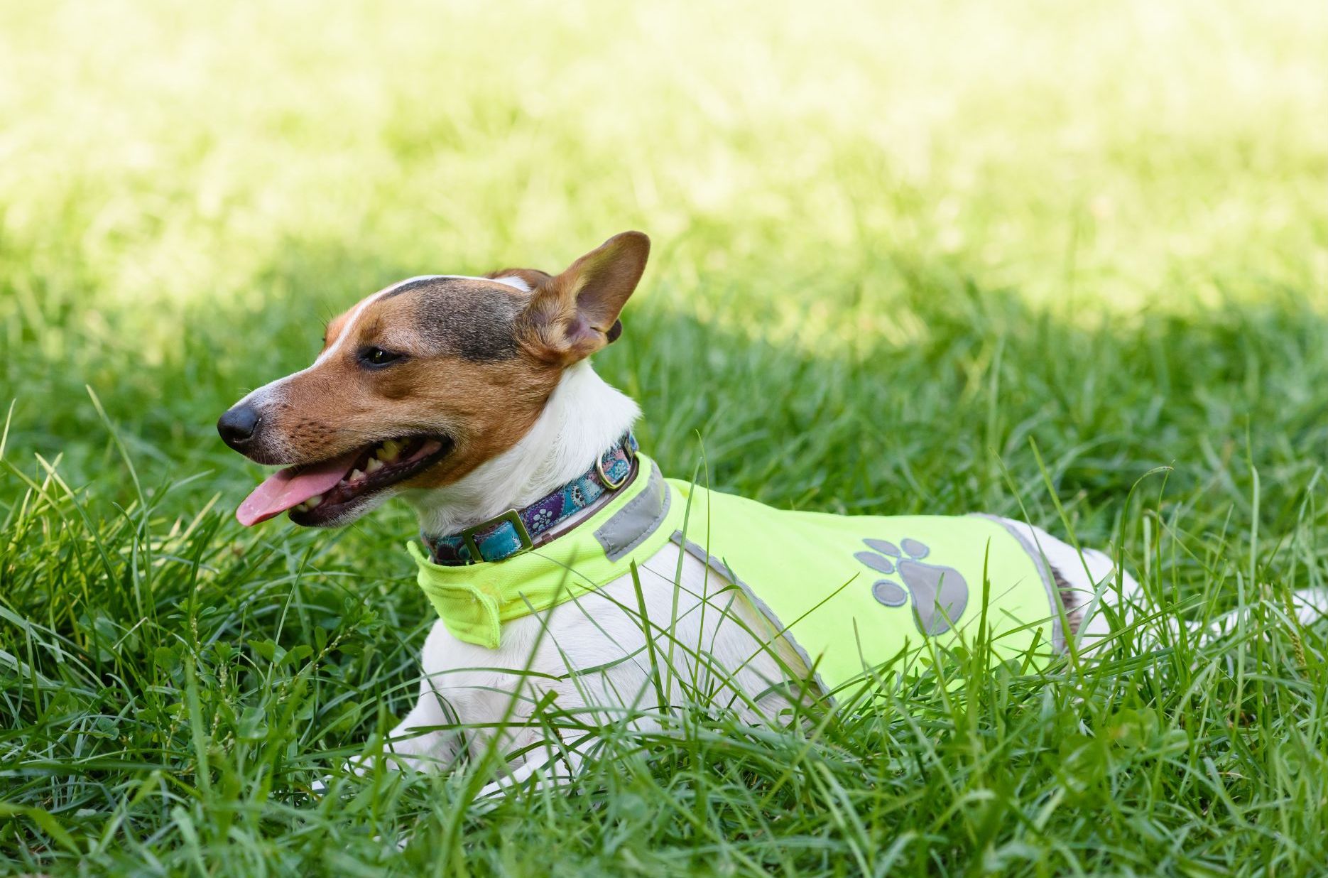jack-russel-mateau-rafraichissant Manteau rafraichissant pour chien lors de grosses chaleurs