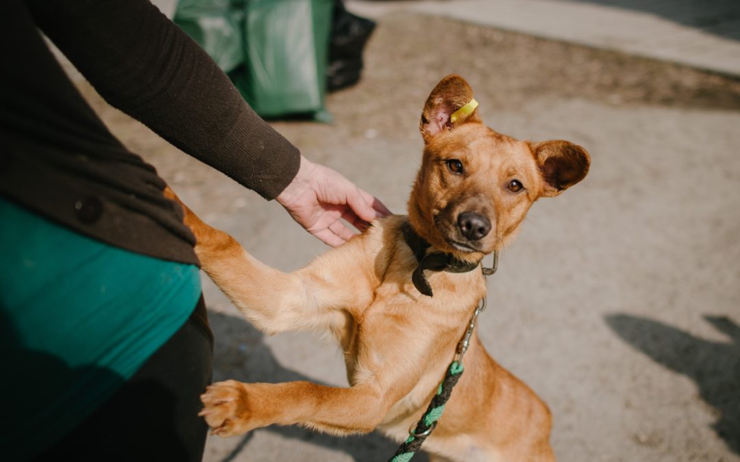 Pourquoi votre chien renifle-t-il les fesses?